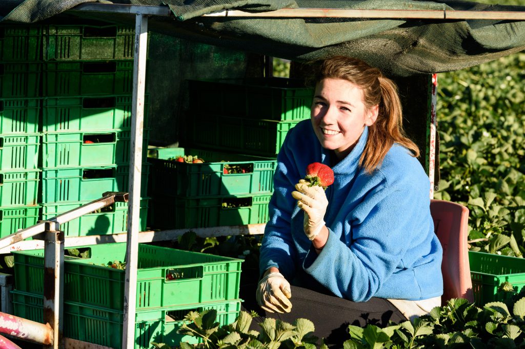 Customer picking strawberries in field