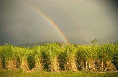 Reliable water supply means Bundaberg sugar cane can thrive