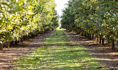 Macadamia nut farm