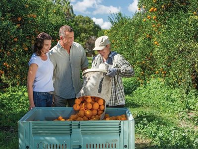 Gayndah fruit growers