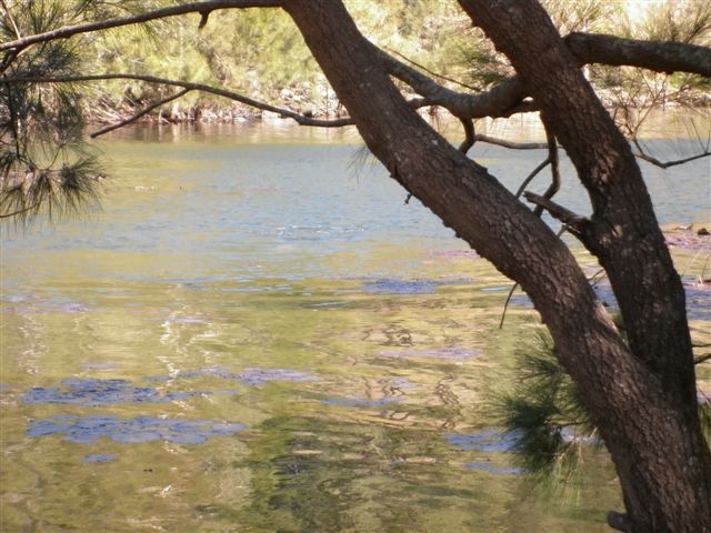 Tree next to the water