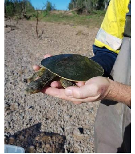 Fitzroy Turtle