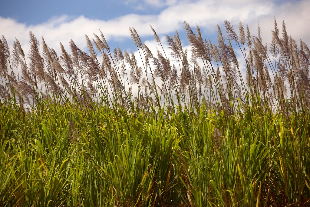 Sugar cane